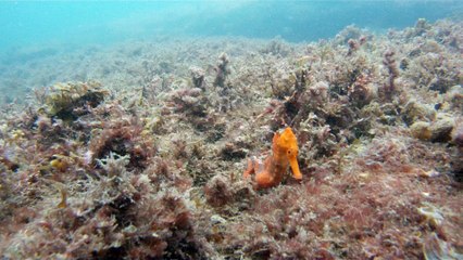 Mergulhando nas profundezas, águas interiores, rios e mares, cavernas submarinas, Ubatuba, Natureza Sub, (28)