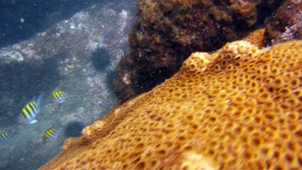 Mergulhando nas profundezas, águas interiores, rios e mares, cavernas submarinas, Ubatuba, Natureza Sub, (31)
