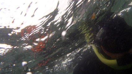 Mergulhando nas profundezas, águas interiores, rios e mares, cavernas submarinas, Ubatuba, Natureza Sub, (34)