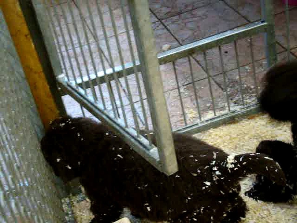 chiots Lylou et Fidji de l"élevage de VALOYAN