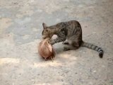 Cat peeling off a coconut