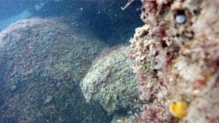 Mergulhando nas profundezas, águas interiores, rios e mares, cavernas submarinas, Ubatuba, Natureza Sub, (11)