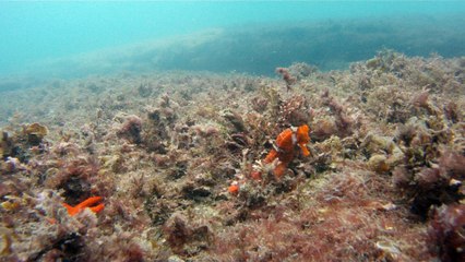 Mergulhando nas profundezas, águas interiores, rios e mares, cavernas submarinas, Ubatuba, Natureza Sub, (25)