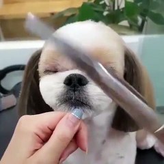 Dogs on Barber Shop doing stylish haircuts, cuteness overload!