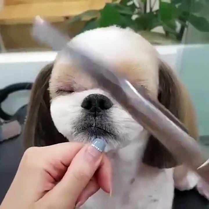 Dogs on Barber Shop doing stylish haircuts, cuteness overload!