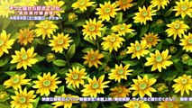Zutto Mae Kara Suki Deshita: Kokuhaku Jikkou Iinkai Trailer 1