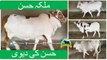 332 || Qurbani cow for eiduladha || Bakra Eid in Karachi, Pakistan ||
