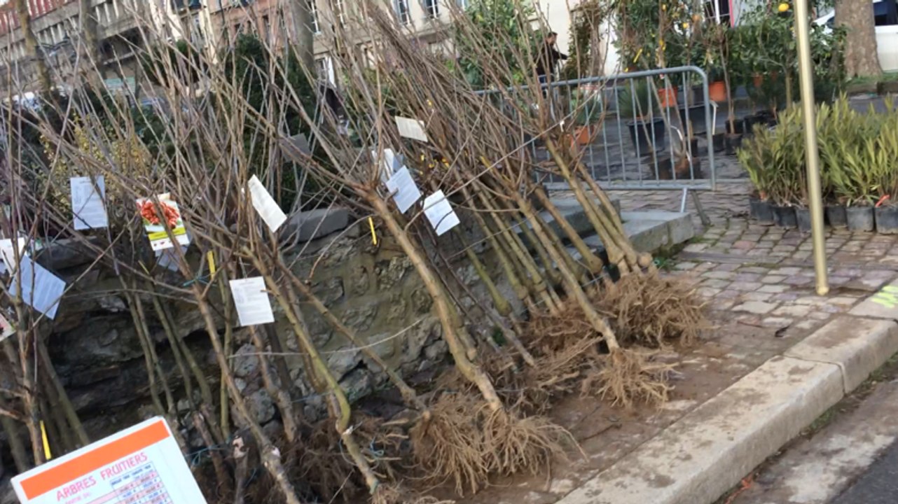 La foire aux arbres vue depuis un taxi-brouette