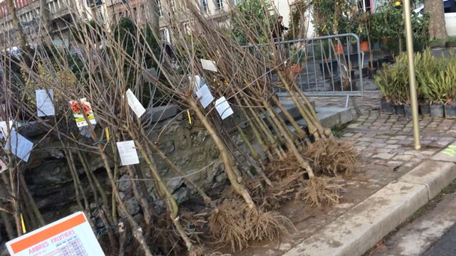 La foire aux arbres vue depuis un taxi-brouette