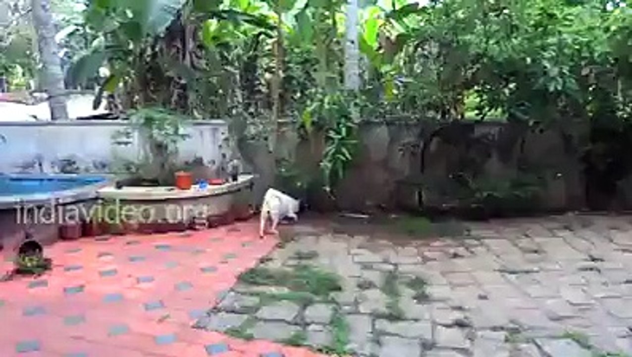 FIGHT AGAINST DOG & SNAKE