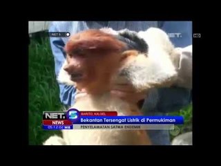 Bergelantungan di Kabel, Bekantan Tersengat Listrik - NET5