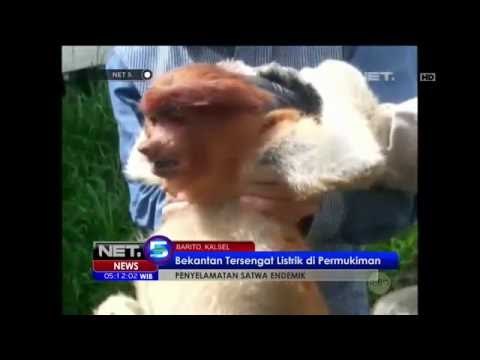 Bergelantungan di Kabel, Bekantan Tersengat Listrik - NET5