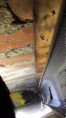 Des chatons coincés dans le mur d'une maison