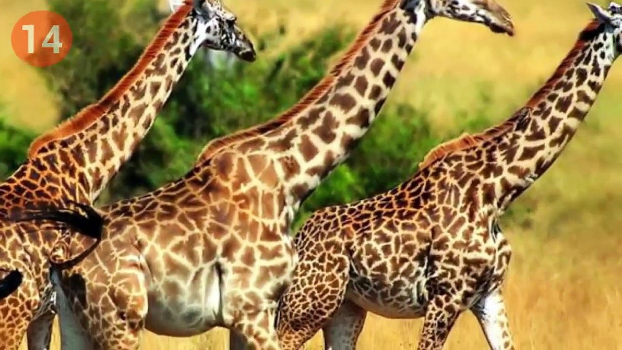 Sizi Çok Şaşırtacak 20 İlginç Bilgi