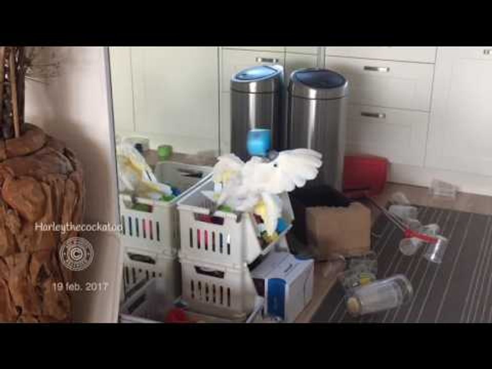Cheerful Cockatoo Loves Her Reflection