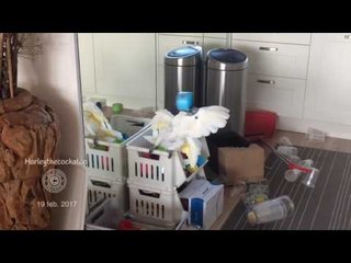 Download Video: Cheerful Cockatoo Loves Her Reflection