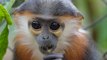 Meet the Cute Inhabitants of the Endangered Primate Rescue Center