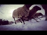 Pregnant Sheep and a Drone Makes for Some Interesting Video