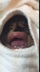 Can You Do This || Ye Kr Ke Dekhao || Baby playing With Fan || Must Watch