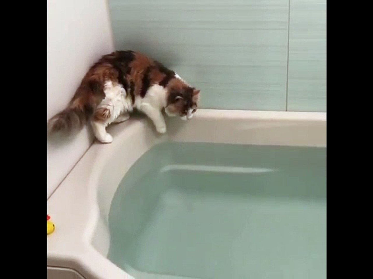Un chat un peu trop curieux tombe dans un bain ! - Vidéo Dailymotion