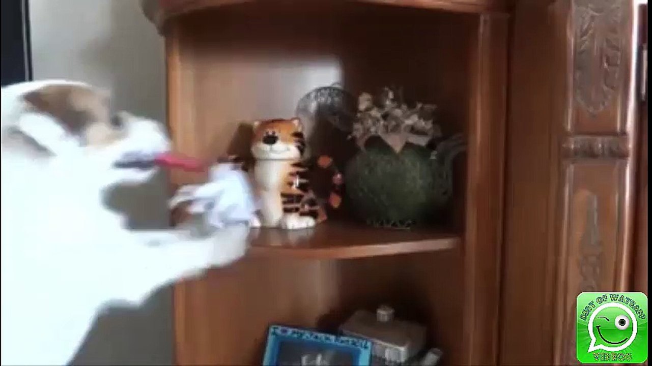 useful dog..كلب رائع يساعد في كل الامور المنزلية