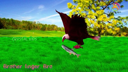 Birds Finger Family Nursery 3d rhymes | 3d Animals | Eagle finger family rhymes