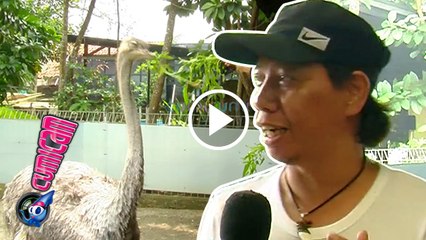 Lihat Burung Unta, Mastur Waspada - Cumicam 06 Maret 2017