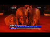 3 Kuda Nil Jadi Bintang Sirkus di Rusia - NET24