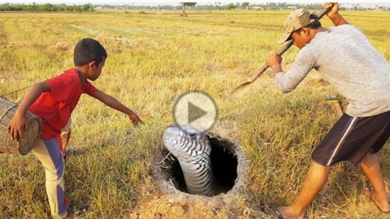Wow! Two Boys Catch Biggest Snake In The Hole By Digging - How to Dig & Catch Big  Snake In Cambodia