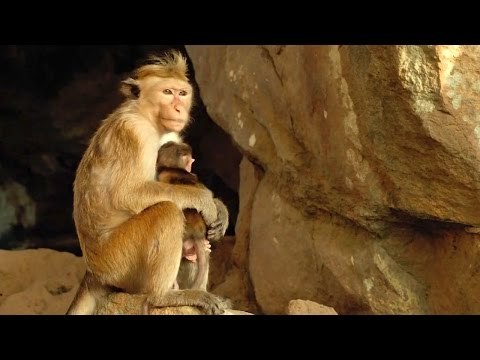 AU ROYAUME DES SINGES Bande Annonce (Documentaire - 2015)