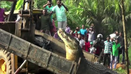 A 17-foot-crocodile weighing almost 1 ton in city