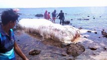 Une étrange créature échouée sur une plage des Philippines