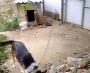 The most intelligent dog