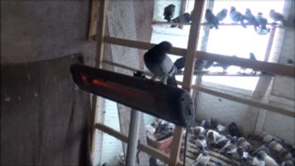 Elektrikli Isıtıcıyla Güvercinleri Soğuktan Koruyor