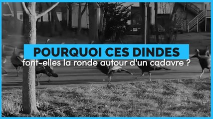 Pourquoi ces dindes font-elles la ronde autour du cadavre d'un chat ?