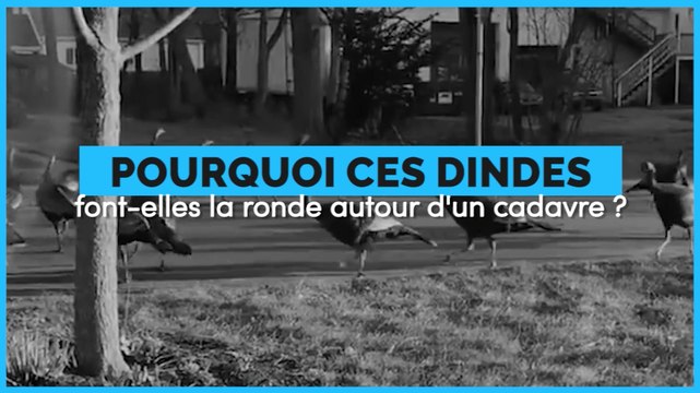 Pourquoi ces dindes font-elles la ronde autour du cadavre d'un chat ?