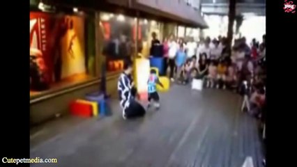 MONKEYS  Funny Monkey Videos [Funny Pets]