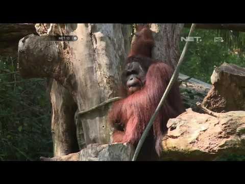 Jelajah Zona Liburan di Singapore Zoo - NET12