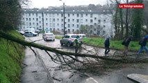 Tempête Zeus. Un arbre tombe sur le chemin de l’école à Morlaix