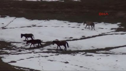 Van Boşaltılan Köyünde Döndü; Tek Başına ve Huzurlu