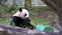 Pandas are black and white because bamboo is the worst