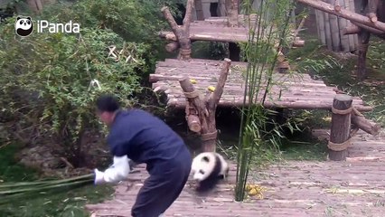 La tendresse de ce panda va vous faire fondre