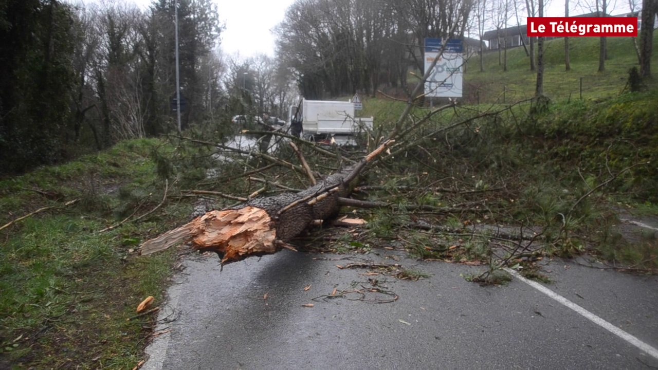 Pays de Landerneau. Des arbres éparpillés un peu partout sur les chaussées