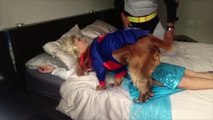 Frozen Anna Breakfast Dog Food Prank by Spiderman | Superhero Fun in Real Life | RLS