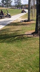 Un alligator traverse un parcours de golf avec un poisson dans la gueule