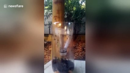 Man creates home-made fly trap and it works really efficiently