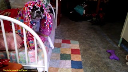 Funny Cats Compilations funny Cats Video 2016