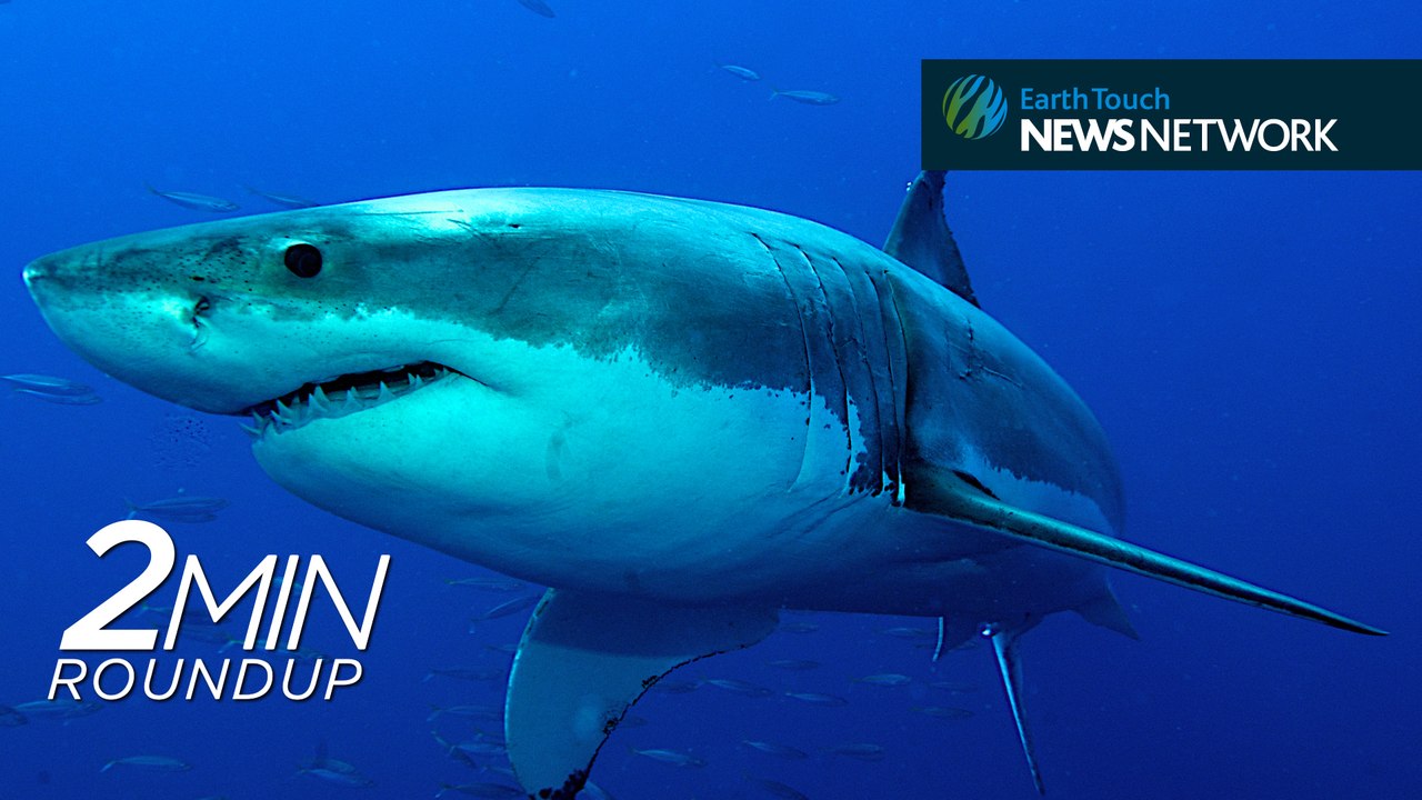 Kelly Slater calls for shark cull, gorillas in trouble & bumblebee ball skills