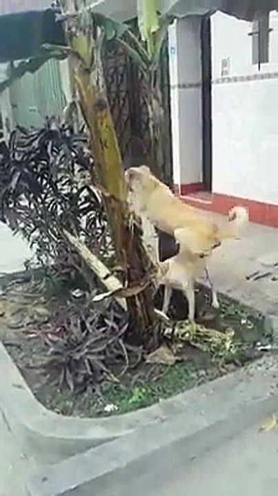 Un chien futé pret à tout pour attraper ce chat !