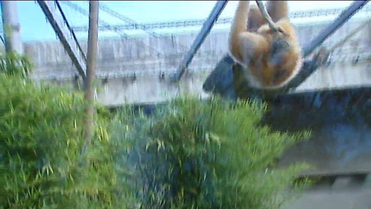 Naissance exceptionnelle d'un gibbon à favoris blancs au zoo de Lyon